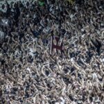 Torcida eve lotar São Januário. Foto: Daniel RAMALHO/CRVG